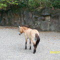 木柵動物園45