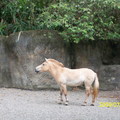 木柵動物園46