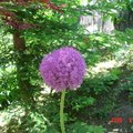 My backyard flower