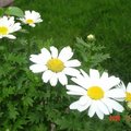My backyard flower