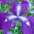 My backyard flower 2
