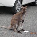A wallaby at the car park