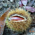 Chestnut inside a burr