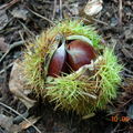 Chestnuts contained in a spiny (very sharp) cupule, also called 