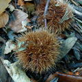 Spiny burrs that contain chesnuts inside