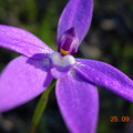 Wild orchids - 3
