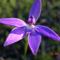 Australian native orchids found near Bendigo city.