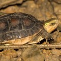 食蛇龜
