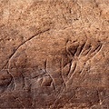 Ice Age art from Florida　冰河時期的骨刻藝術