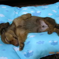 【可愛動物集】SEVEN狗，自以為是人啊~居然睡的這麼特別!