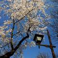 每年春天一到，日本東京上野的恩賜公園開滿了櫻花，吸引全球各地的遊客前來觀賞……