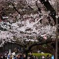 東京上野の櫻