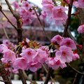 東京上野の櫻