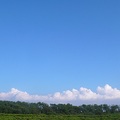 藍天、白雲、防風林