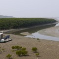 河口溼地除了紅樹林外還有蝦、蟹、小魚....等等，吸引各種鳥類前來覓食。