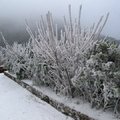 2011年1月16日太平山雪景 - 1