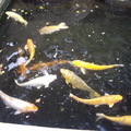 水池金魚