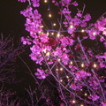 台北燈會櫻花