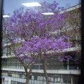 中正紀念堂捷運5號出口墨西哥相片展,不知名的紫色花