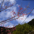 看櫻花可以到新竹縣清泉風景區,開車問路就問張學良故居,當地人就會告訴你如何前往
