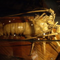 台灣博物館最大的龍蝦標本