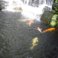 龍山寺瀑布金魚