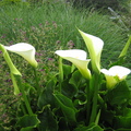 Flowers at Queen Ann neiborhood - 1Carla Lily 海芋