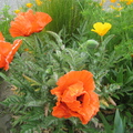 Flowers at Queen Ann neiborhood - 1 罌粟花 poppies