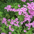 Flowers at Queen Ann neiborhood - 1 Clover 酢漿草