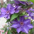 Flowers at Queen Ann neiborhood - 1 Clamintis 爬藤