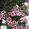 Carnations, National flower of Spain