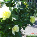 sidewalk flowers - 1玫瑰