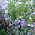 sidewalk flowers - 薰衣草與紫色草本(待查花)
