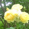 黃玫瑰：我愛你