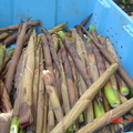 Would you buy these bamboo shoots?
