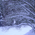 雪景 - 3