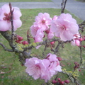 盼了好久﹐住家附近的櫻花終於開了!
