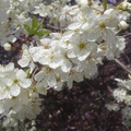 白色櫻花