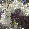 白櫻花