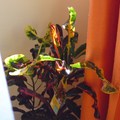 Friend brought colorful plant.
