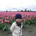 2010 Skagit Tulips - 1