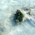 珊胡礁上的海草