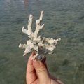 珊瑚3