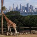 Giraffe 1 (Sydney Tooronga Zoo)