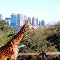 Giraffe 2 (Sydney Tooronga Zoo)