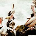 Pelicans 3 (Sydney Fish-Market)