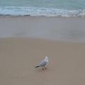 Sea Gulls 1 (Manly Island)