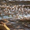Sea Gulls