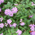 紫色馬櫻丹