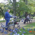 蕭邦公園中的鴿子 02